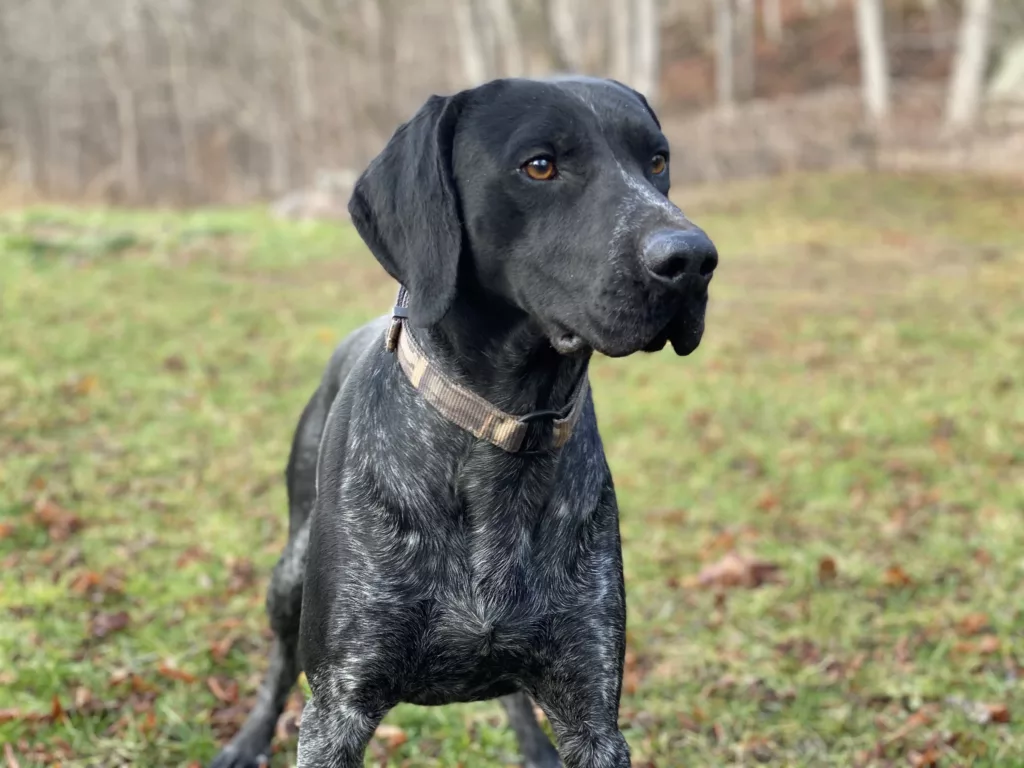 Black German Shorthaired Pointer | Asher | Muddy Paws Kennel